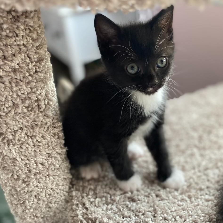 Jerry, adoptable, Kitten Male Domestic Short Hair.