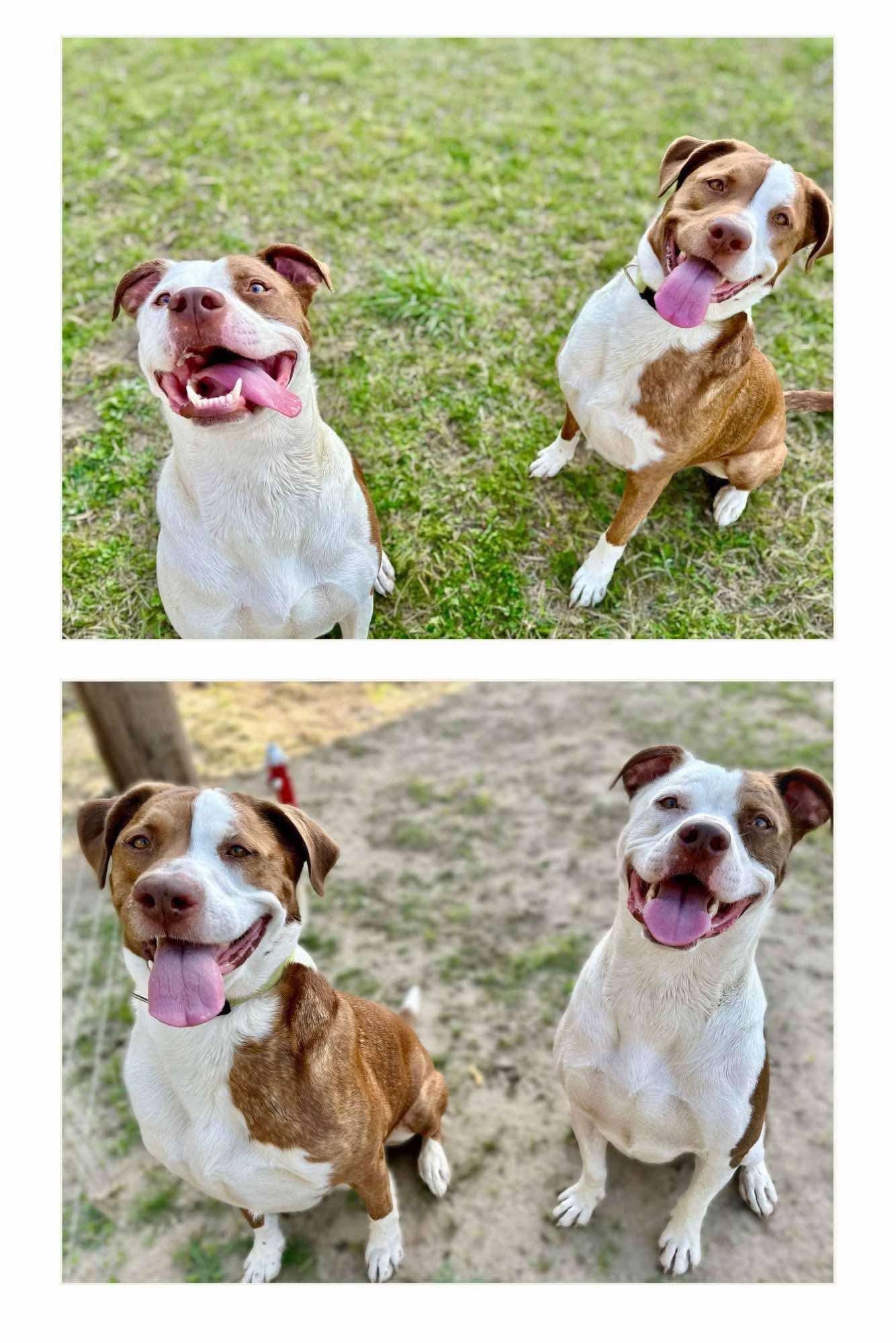 Luchee and Eli (Courtesy Listing), Adoptable, Adult Male Pit Bull Terrier.