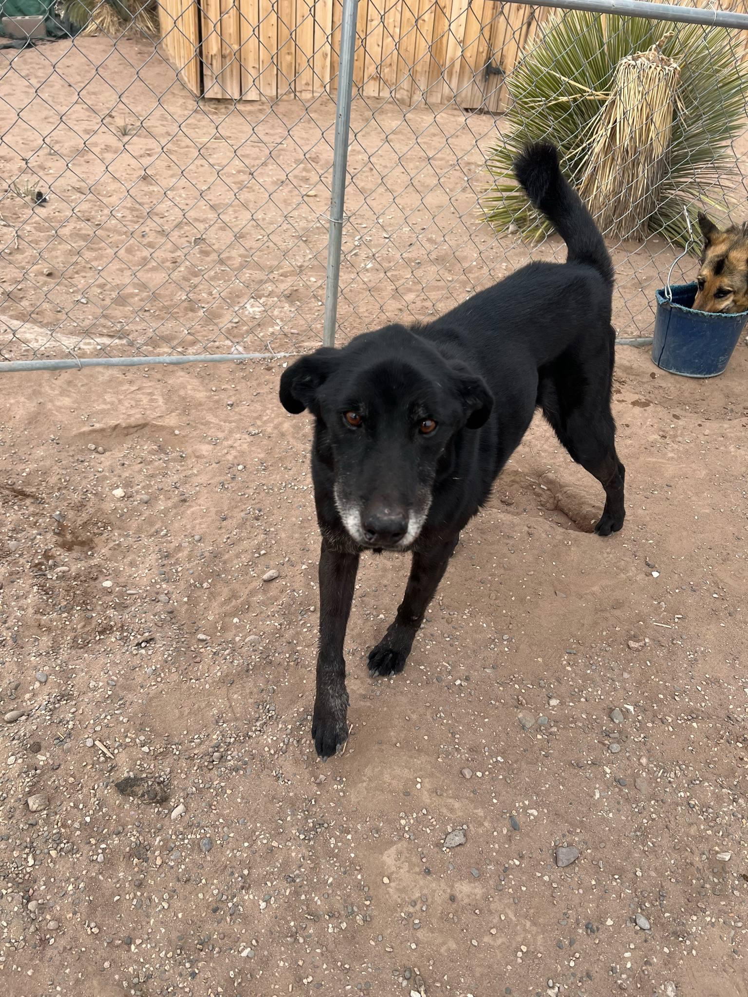 Clyde, a Adoptable Black Labrador Retriever in Deming, NM image 1/5