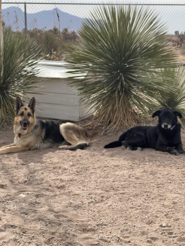 Clyde, a Adoptable Black Labrador Retriever in Deming, NM image 3/5