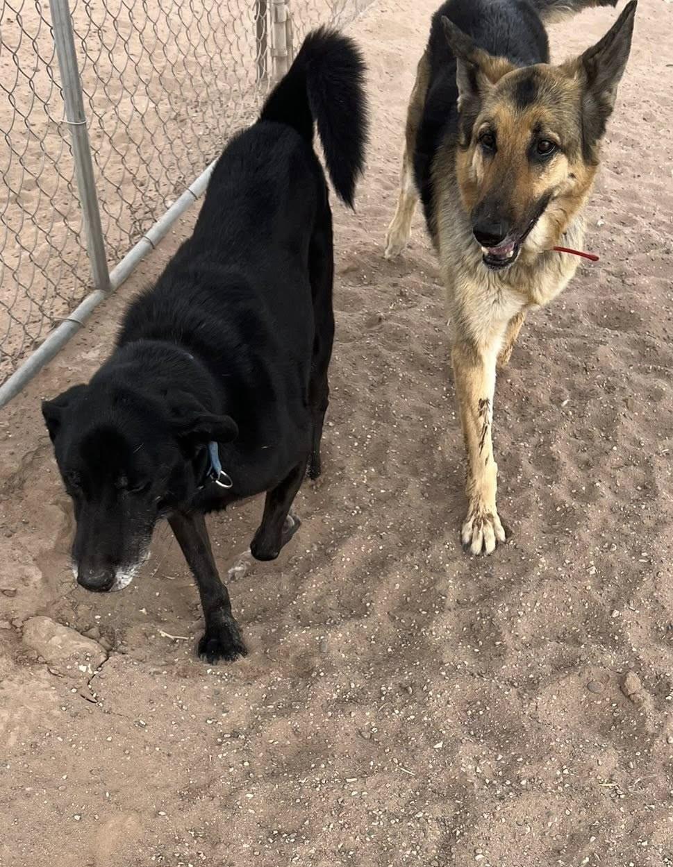 Enlarge Clyde, a Adoptable Black Labrador Retriever in Deming, NM image 5/5
