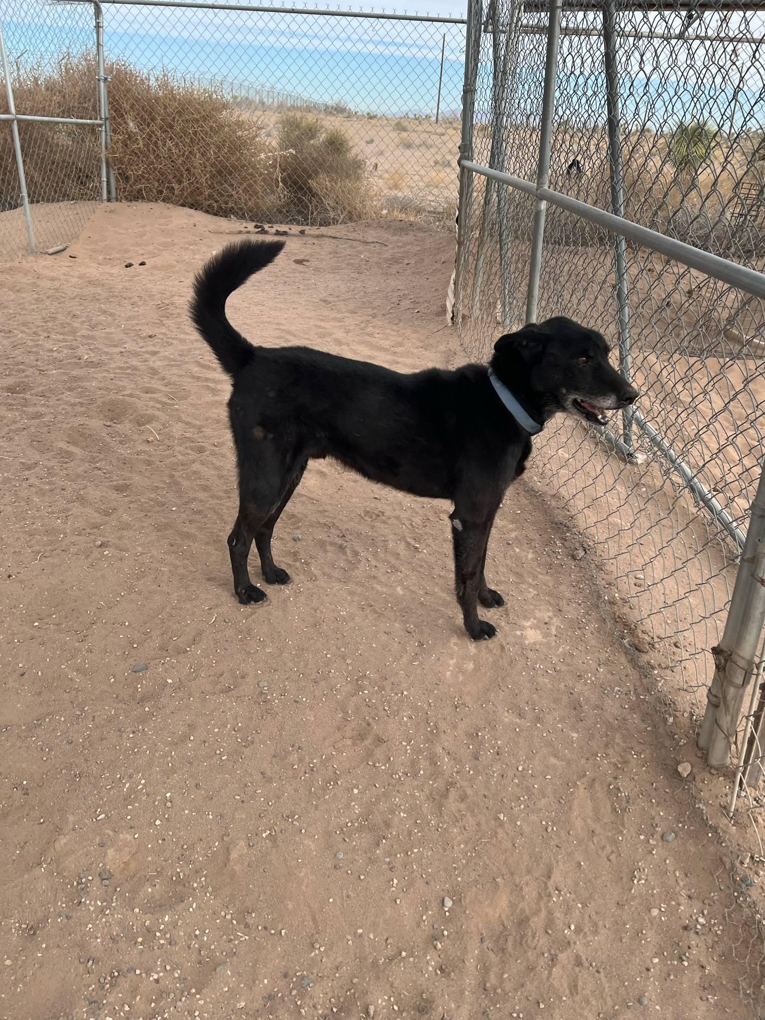 Clyde, a Adoptable Black Labrador Retriever in Deming, NM image 4/5