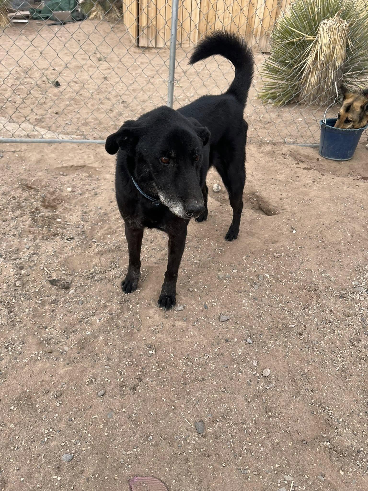 Enlarge Clyde, a Adoptable Black Labrador Retriever in Deming, NM image 3/5