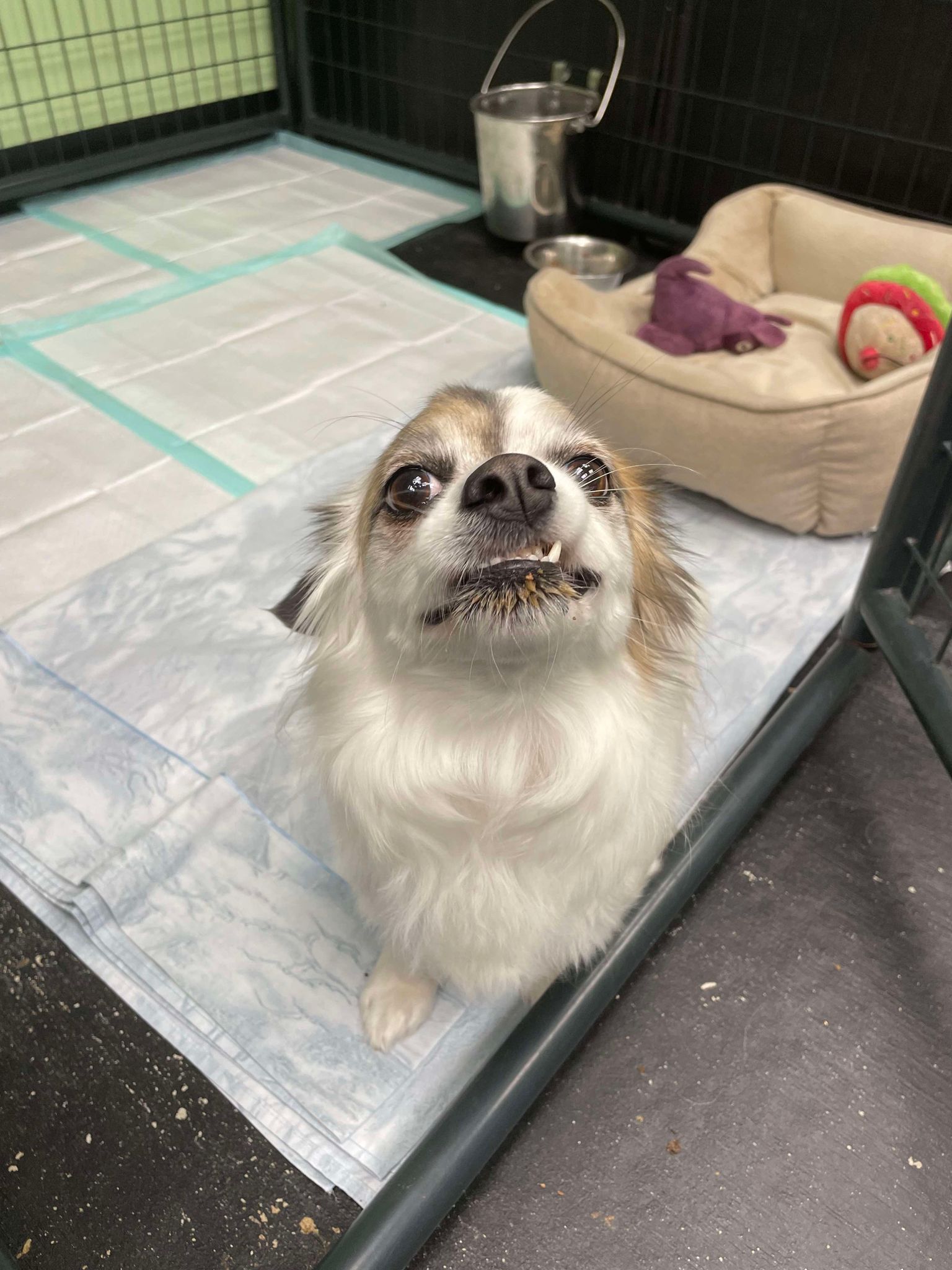 Daisy, Adopted, Adult Female Corgi & Papillon.