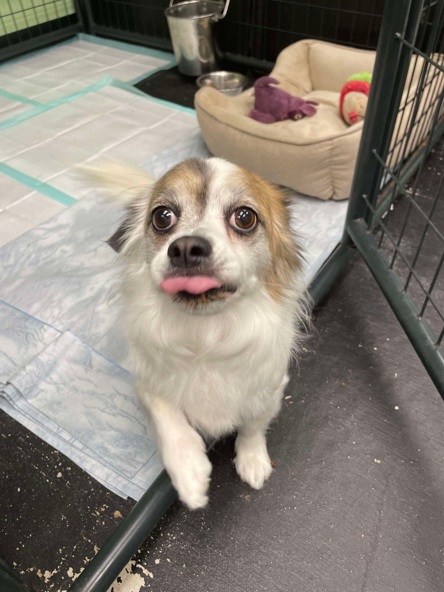 Enlarge Daisy, a Adopted mixed breed in Bishopville, SC image 2/4