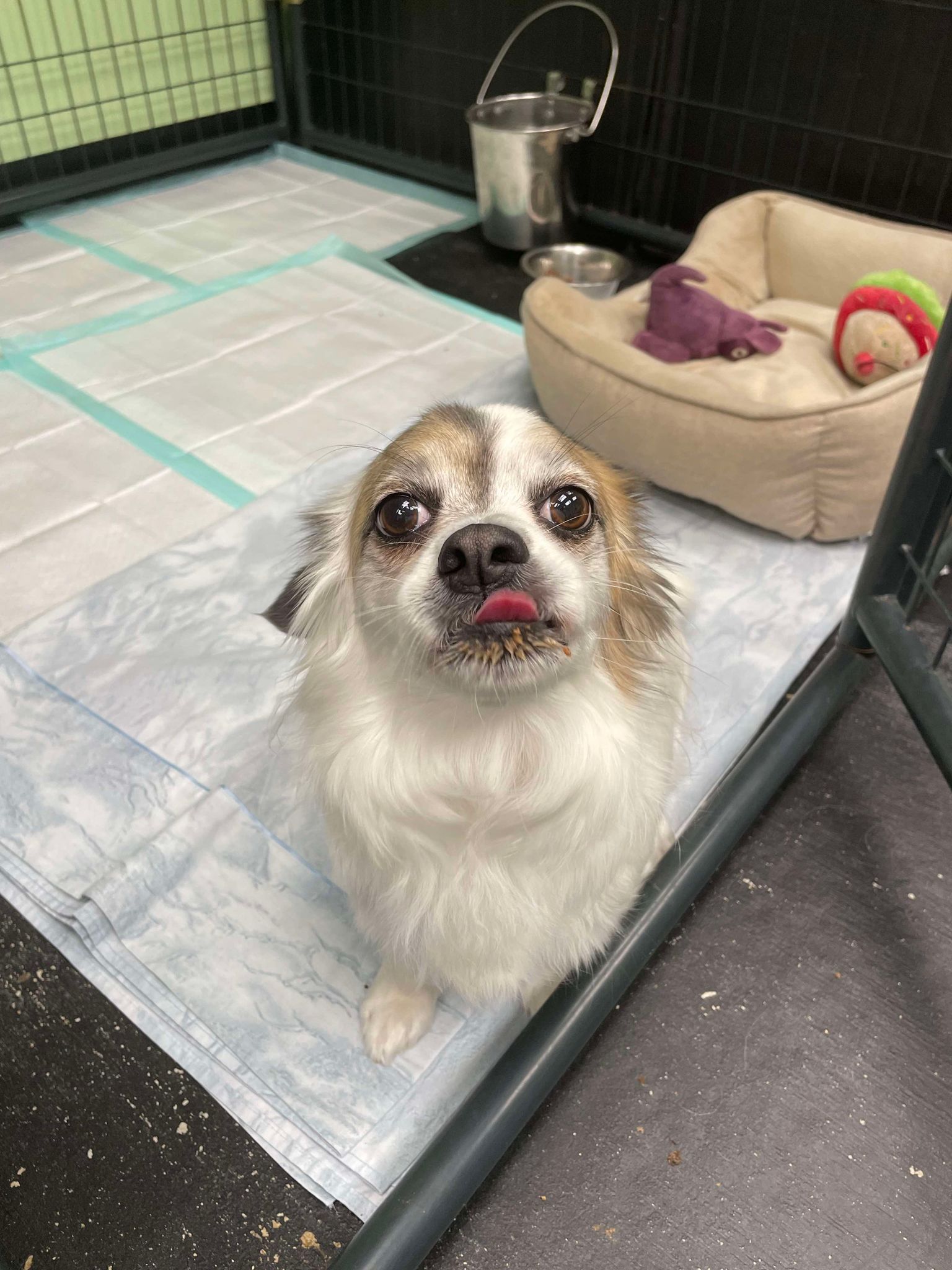 Enlarge Daisy, a Adopted mixed breed in Bishopville, SC image 3/4