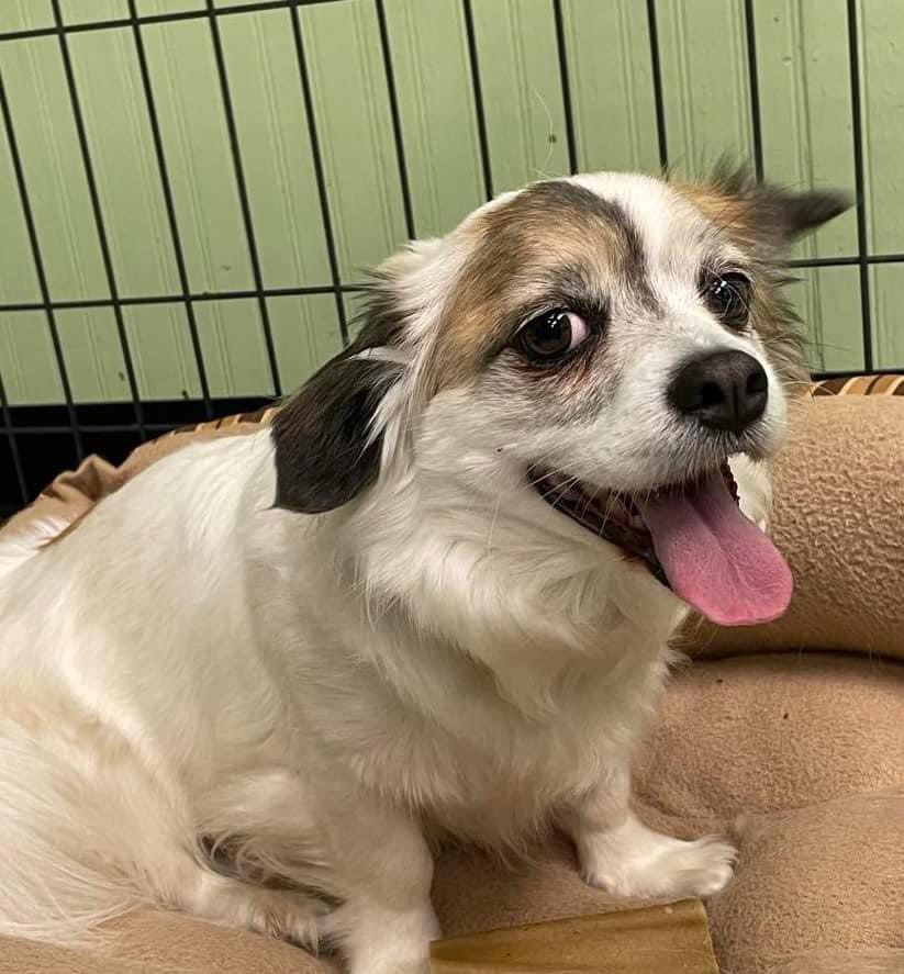 Enlarge Daisy, a Adopted mixed breed in Bishopville, SC image 4/4