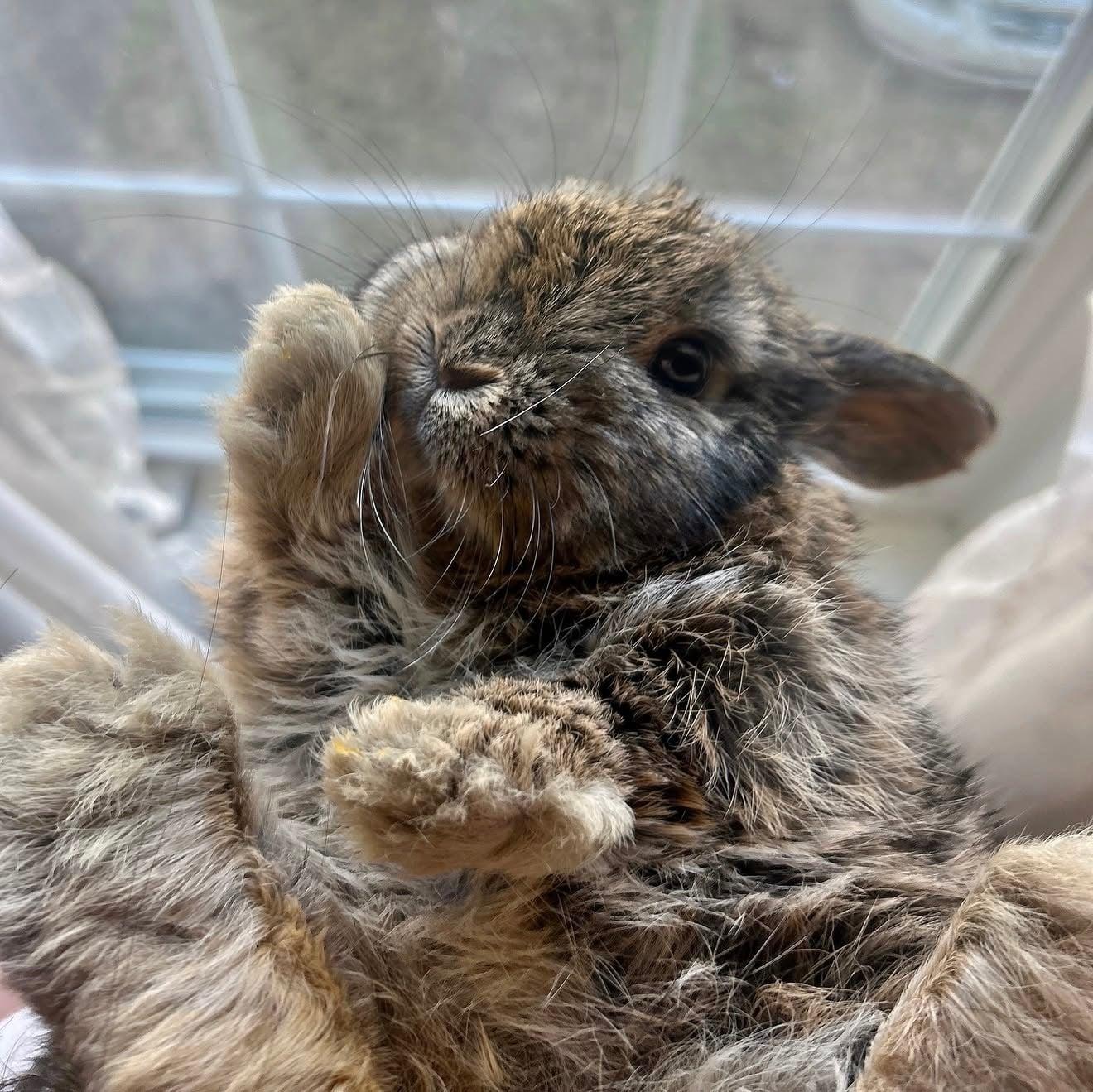 Enlarge Priscilla, a ADOPTABLE Holland Lop in Little Rock, AR image 2/4