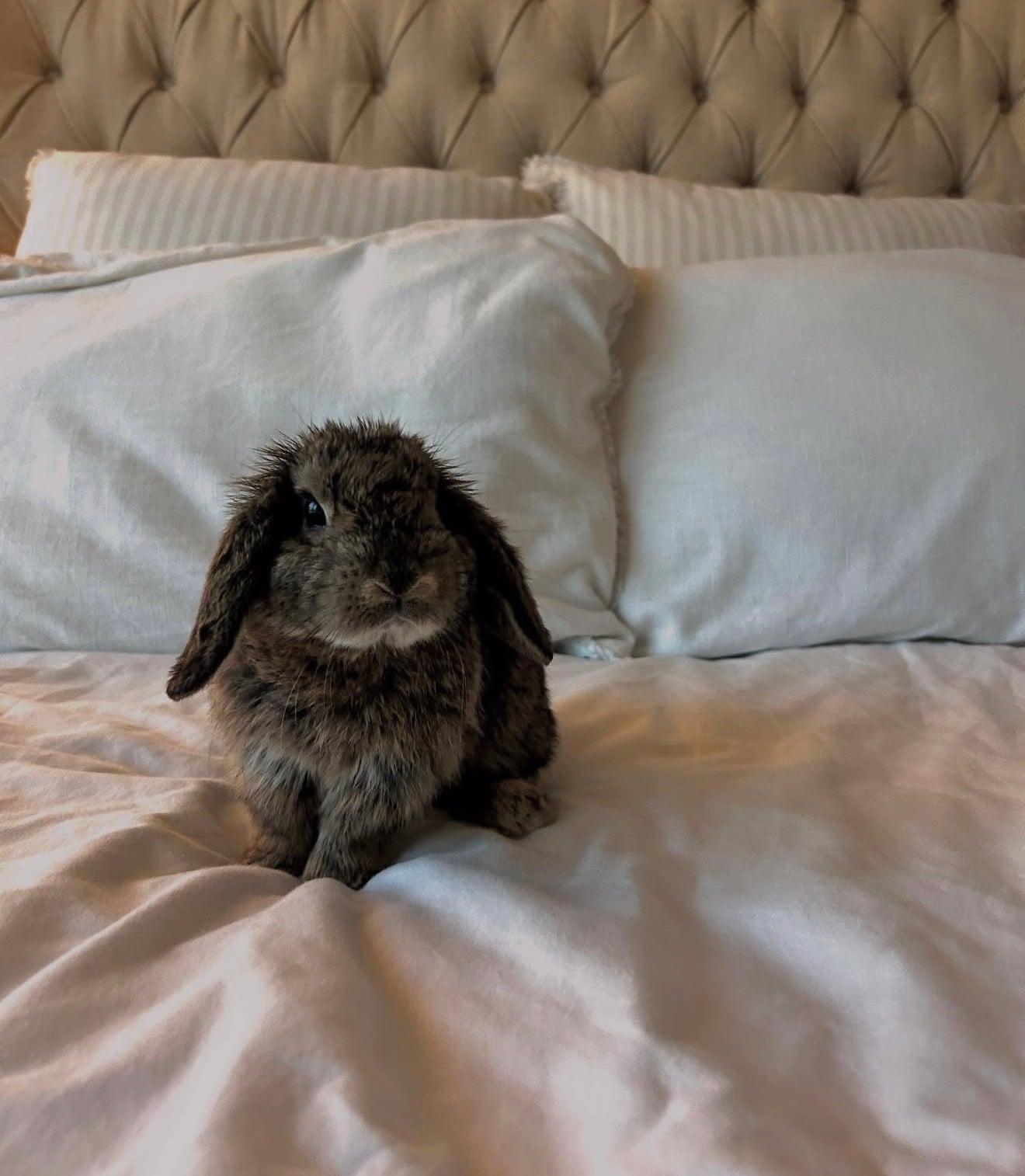 Priscilla, ADOPTABLE, Adult Female Holland Lop.