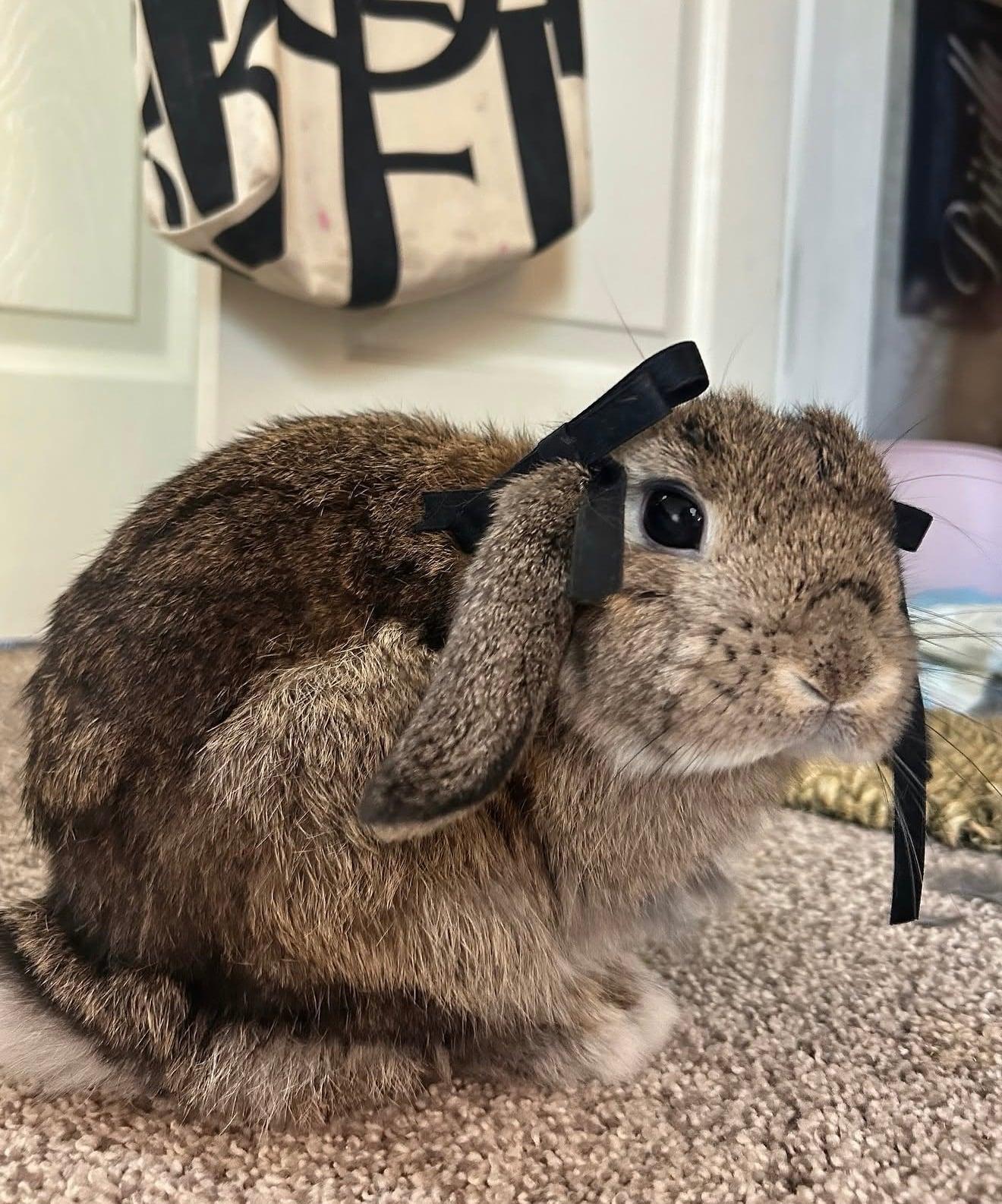 Enlarge Priscilla, a ADOPTABLE Holland Lop in Little Rock, AR image 3/4