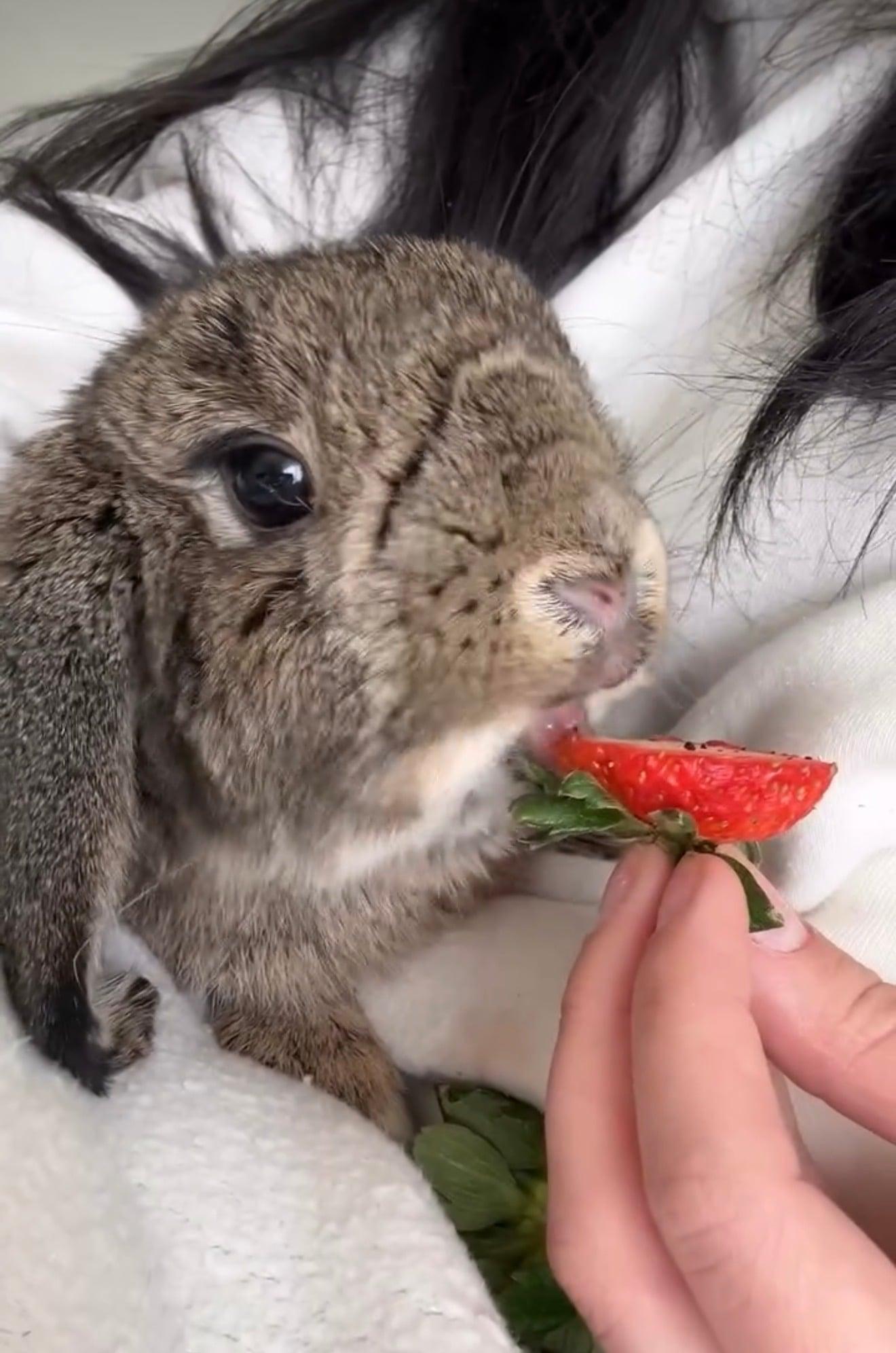 Enlarge Priscilla, a ADOPTABLE Holland Lop in Little Rock, AR image 4/4