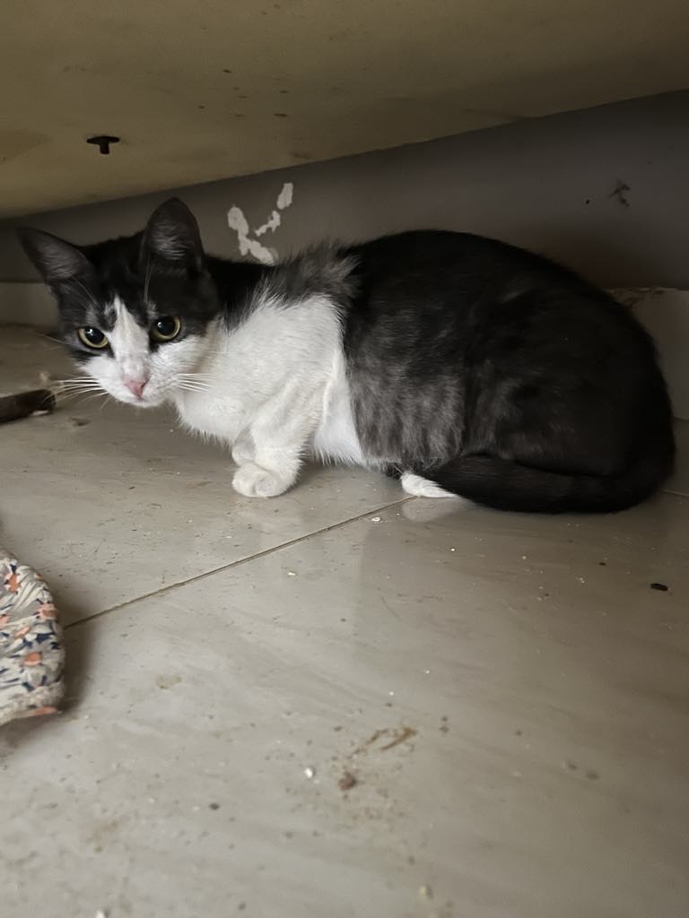 Whitey - SN photo 1