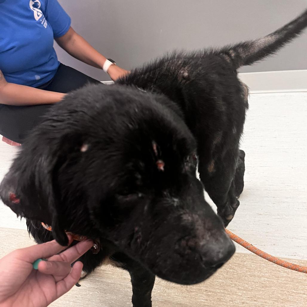 Van Helsing, Adoptable, Adult Male Mixed Breed.