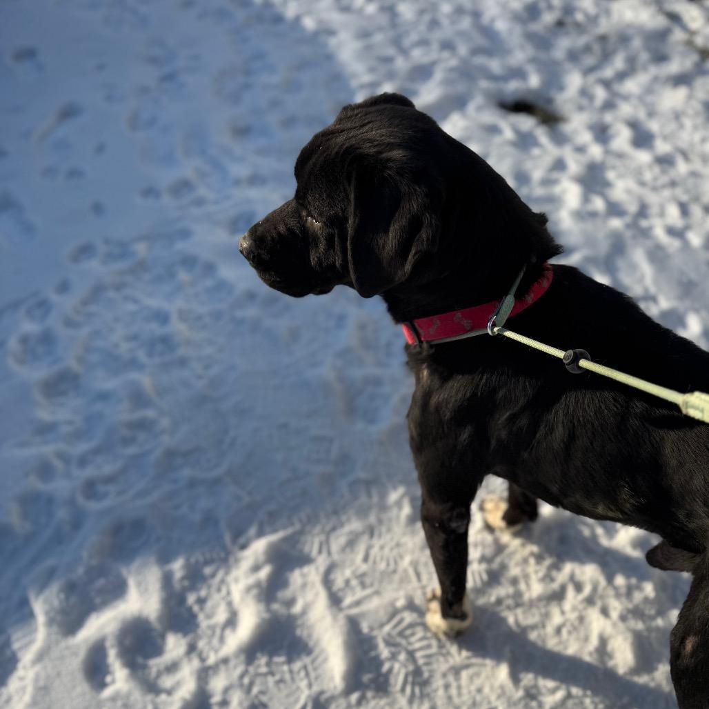 Van Helsing, a Adoptable Mixed Breed in Red House, WV image 2/3