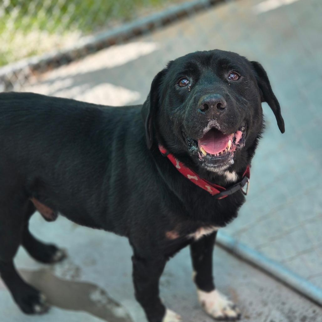 Van Helsing, a Adoptable Mixed Breed in Red House, WV image 3/4