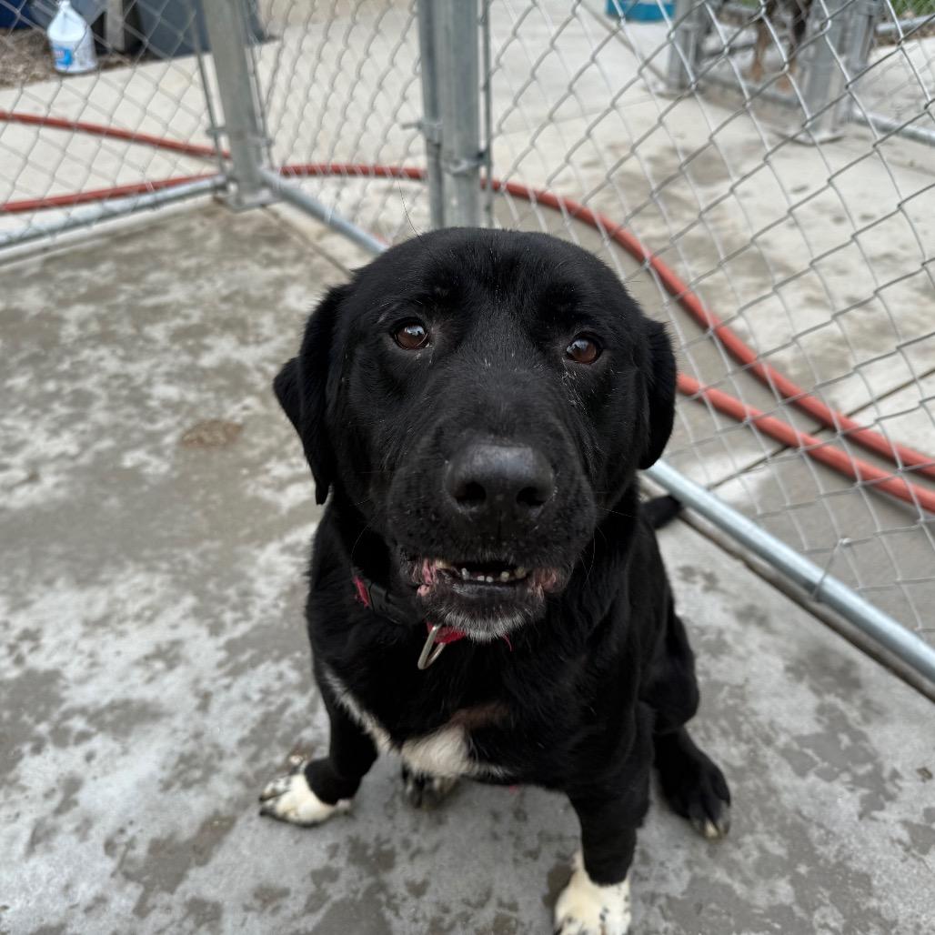 Van Helsing, a Adoptable Mixed Breed in Red House, WV image 3/3