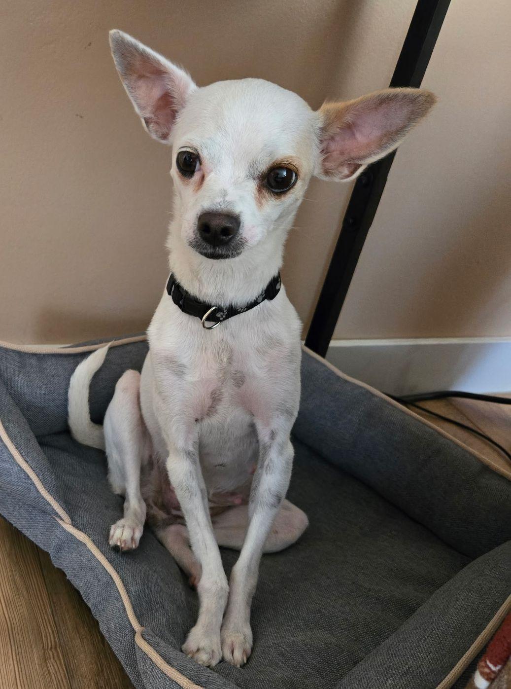 Holly, Adoptable, Adult Female Chihuahua.