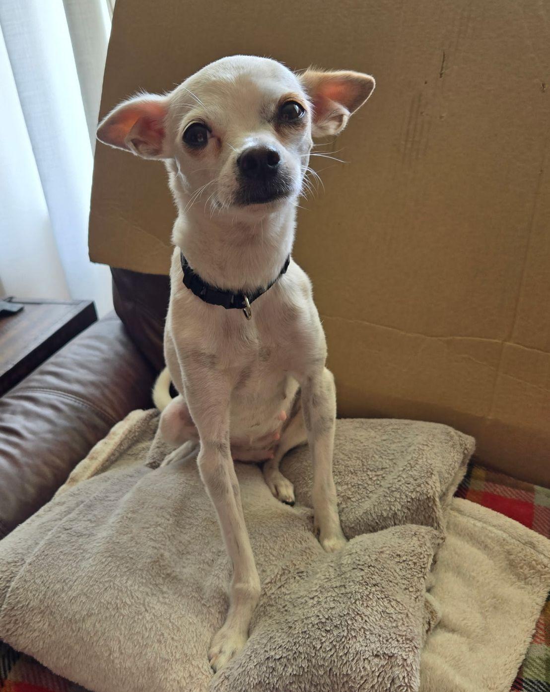 Holly, a Adoptable mixed breed in LEWISTON, ID image 2/6