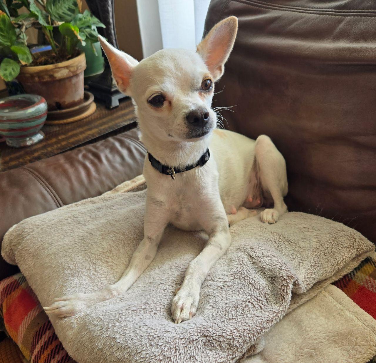 Holly, a Adoptable mixed breed in LEWISTON, ID image 3/6