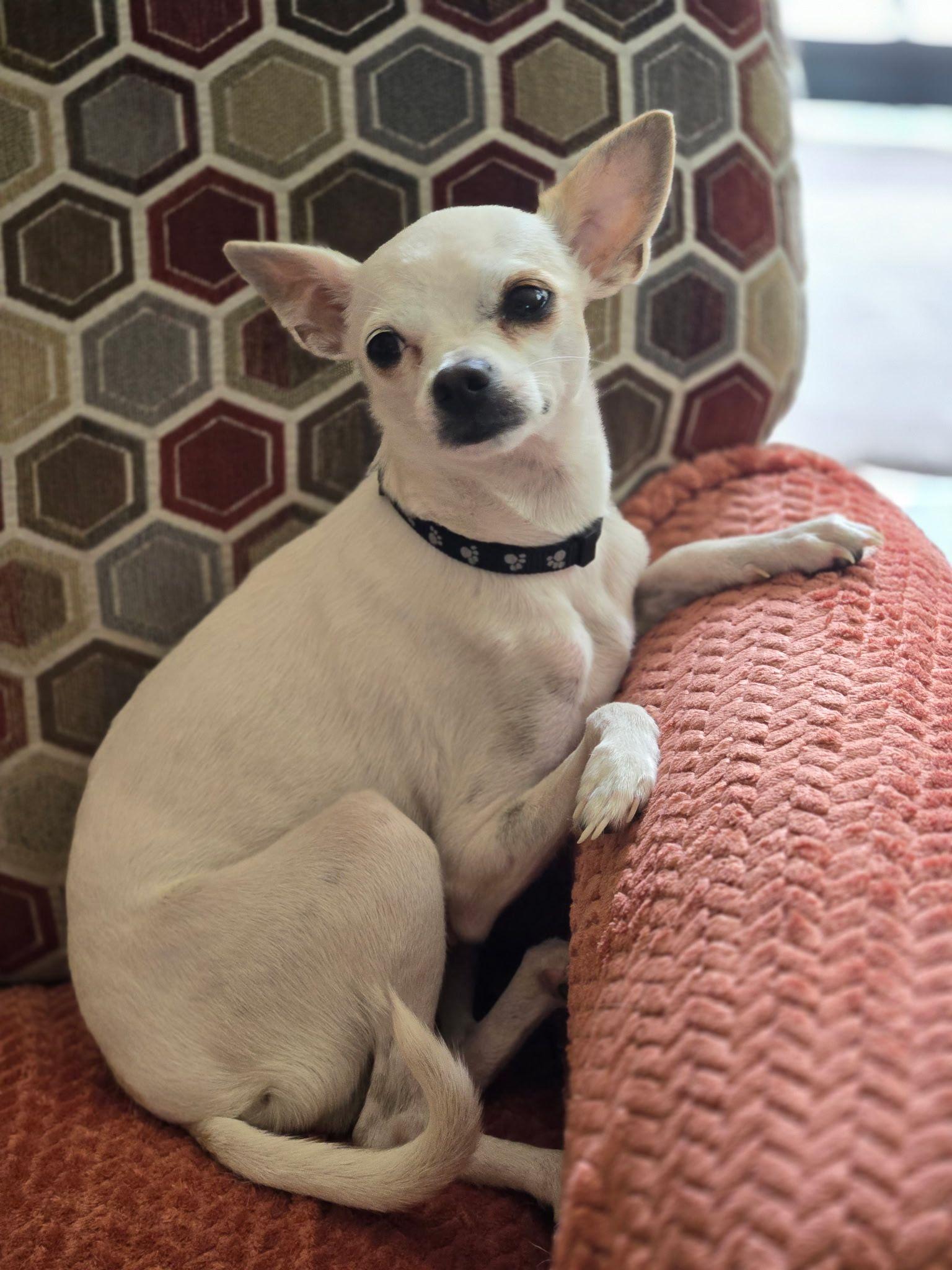 Holly, a Adoptable mixed breed in LEWISTON, ID image 4/6