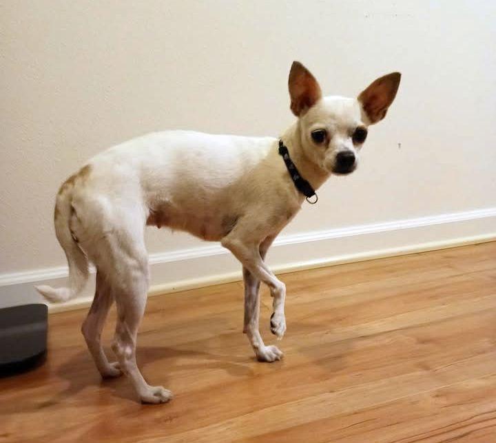 Holly, a Adoptable mixed breed in LEWISTON, ID image 5/6