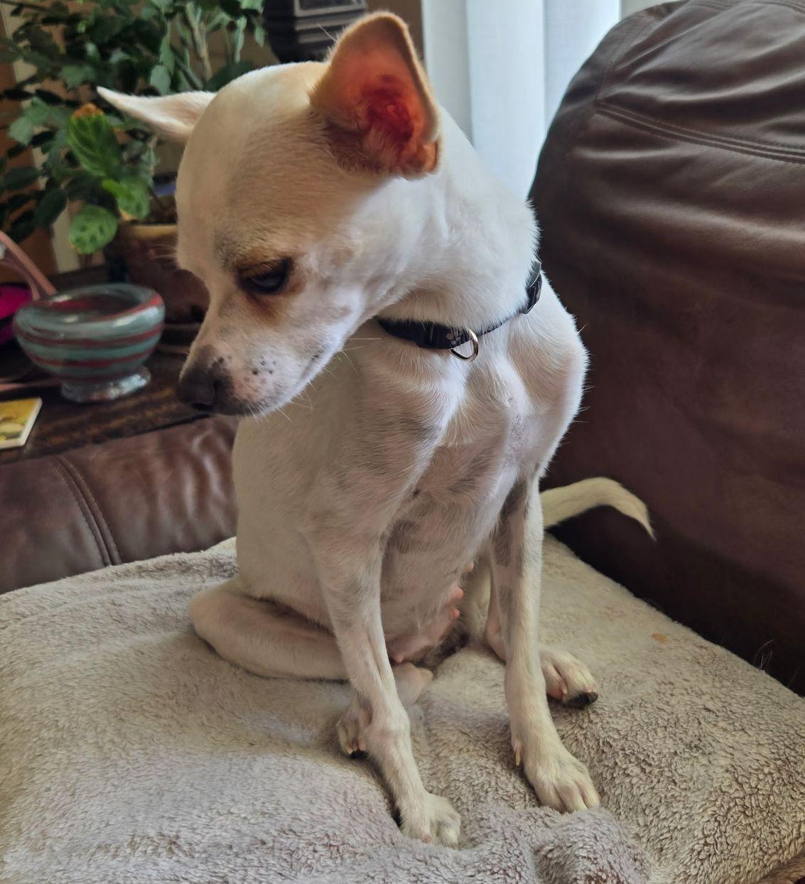 Holly, a Adoptable mixed breed in LEWISTON, ID image 6/6