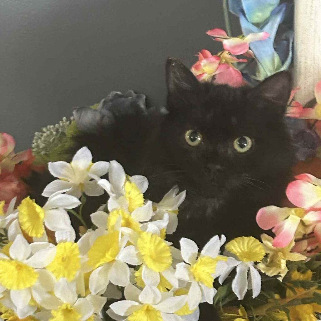 Enlarge June, a Adoptable Domestic Medium Hair in Harrisonburg, VA image 1/1