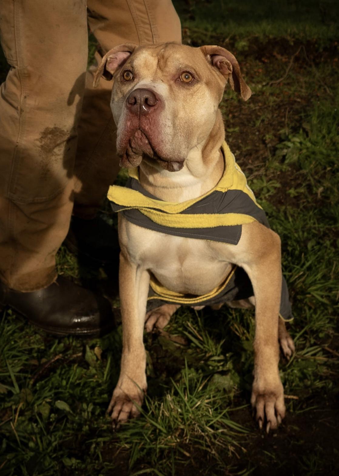 Enlarge Jax, a ADOPTABLE Pit Bull Terrier in Tillamook, OR image 1/4