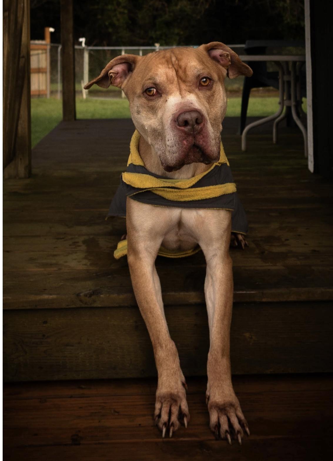 Enlarge Jax, a ADOPTABLE Pit Bull Terrier in Tillamook, OR image 4/4