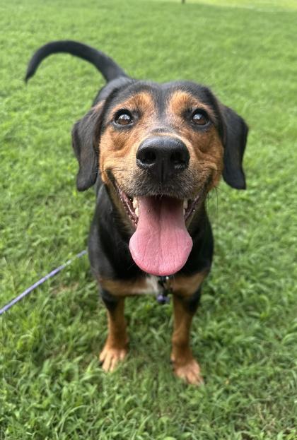 Swiss Roll, Adoptable, Adult Female Hound & Mixed Breed.