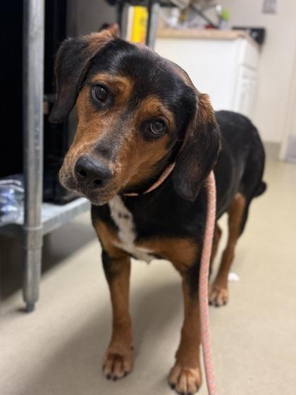 Swiss Roll, Adoptable, Adult Female Hound & Mixed Breed.