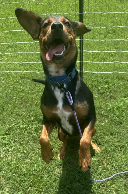 Swiss Roll, a Adoptable mixed breed in King William, VA image 2/3