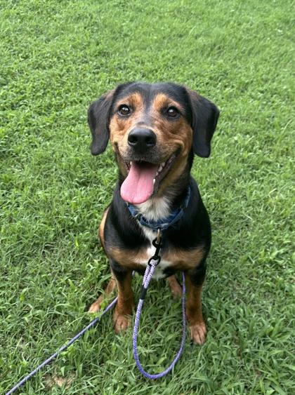 Swiss Roll, a Adoptable mixed breed in King William, VA image 3/3