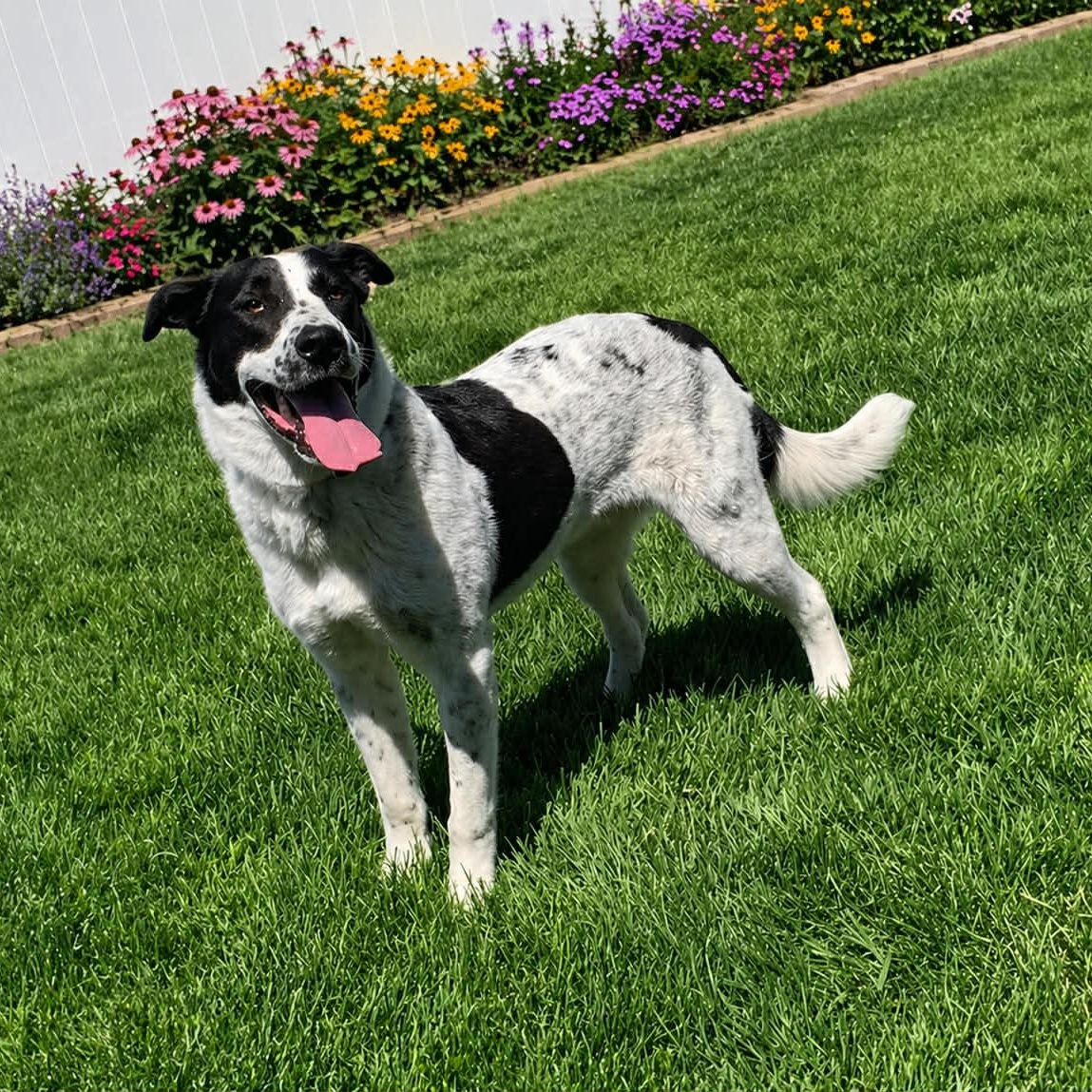 Enlarge SPUD, a Adoptable mixed breed in Evansville, WI image 1/4