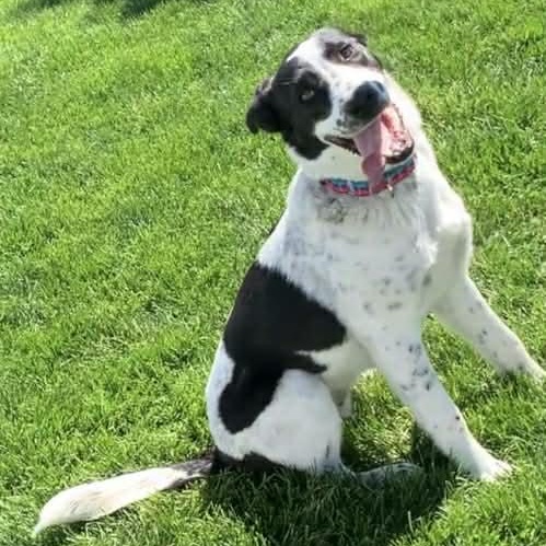 Enlarge SPUD, a Adoptable mixed breed in Evansville, WI image 2/4