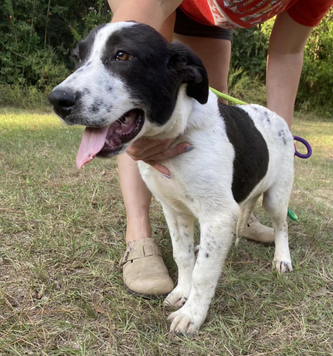 Enlarge SPUD, a Adoptable mixed breed in Evansville, WI image 1/1