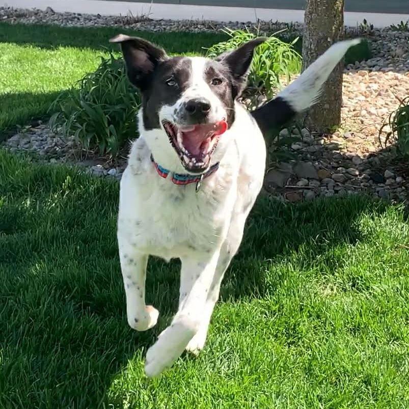 Enlarge SPUD, a Adoptable mixed breed in Evansville, WI image 4/4