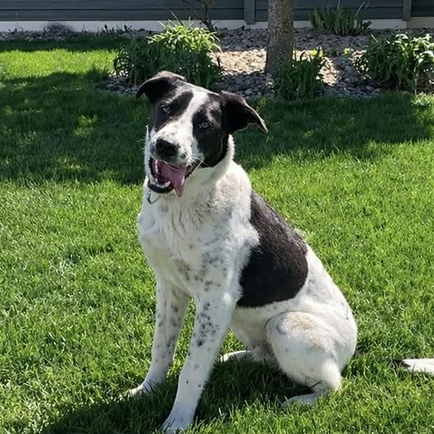 Enlarge SPUD, a Adoptable mixed breed in Evansville, WI image 3/4