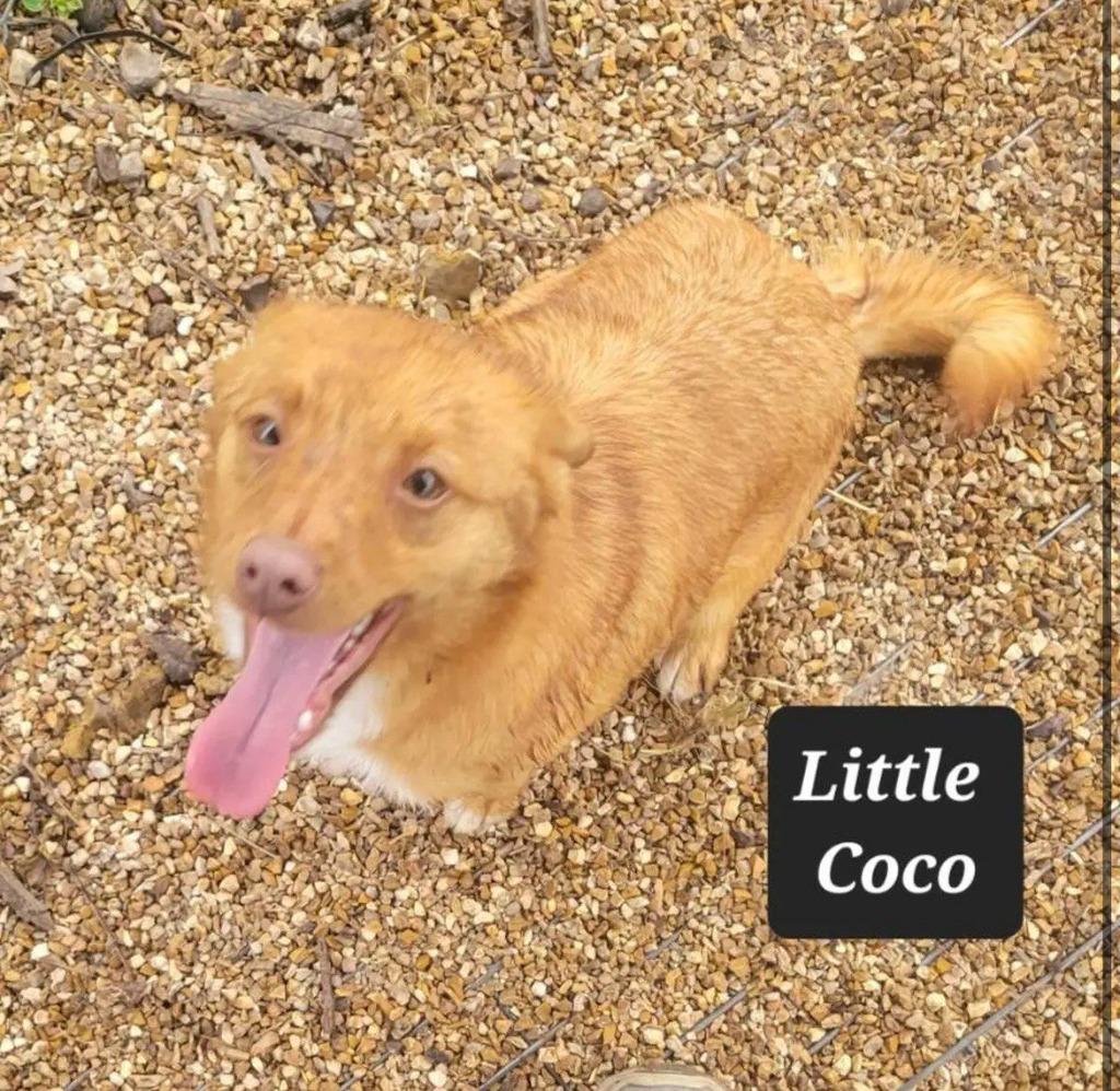 Enlarge Little Coco, a Adoptable Chihuahua in Buffalo, MO image 1/1