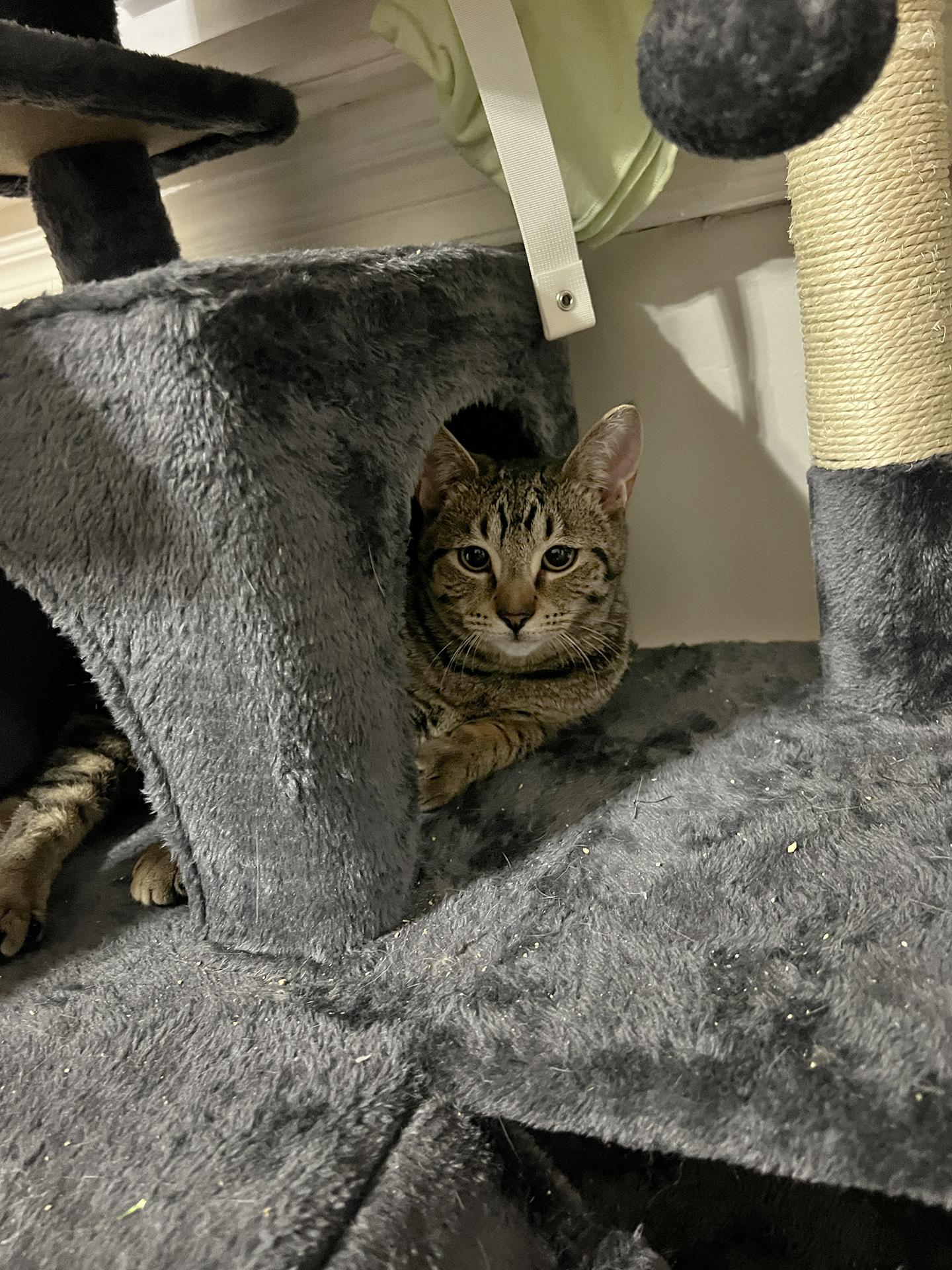 Enlarge Mars and Jupiter Millick, a Adoptable Domestic Short Hair in Philadelphia, PA image 2/4
