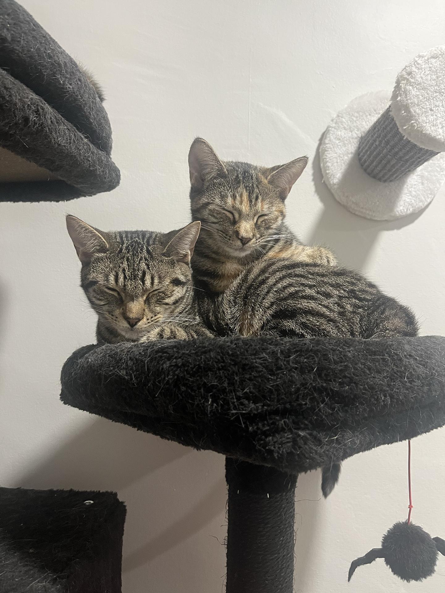 Mars and Jupiter Millick, Adoptable, Young Female Domestic Short Hair.