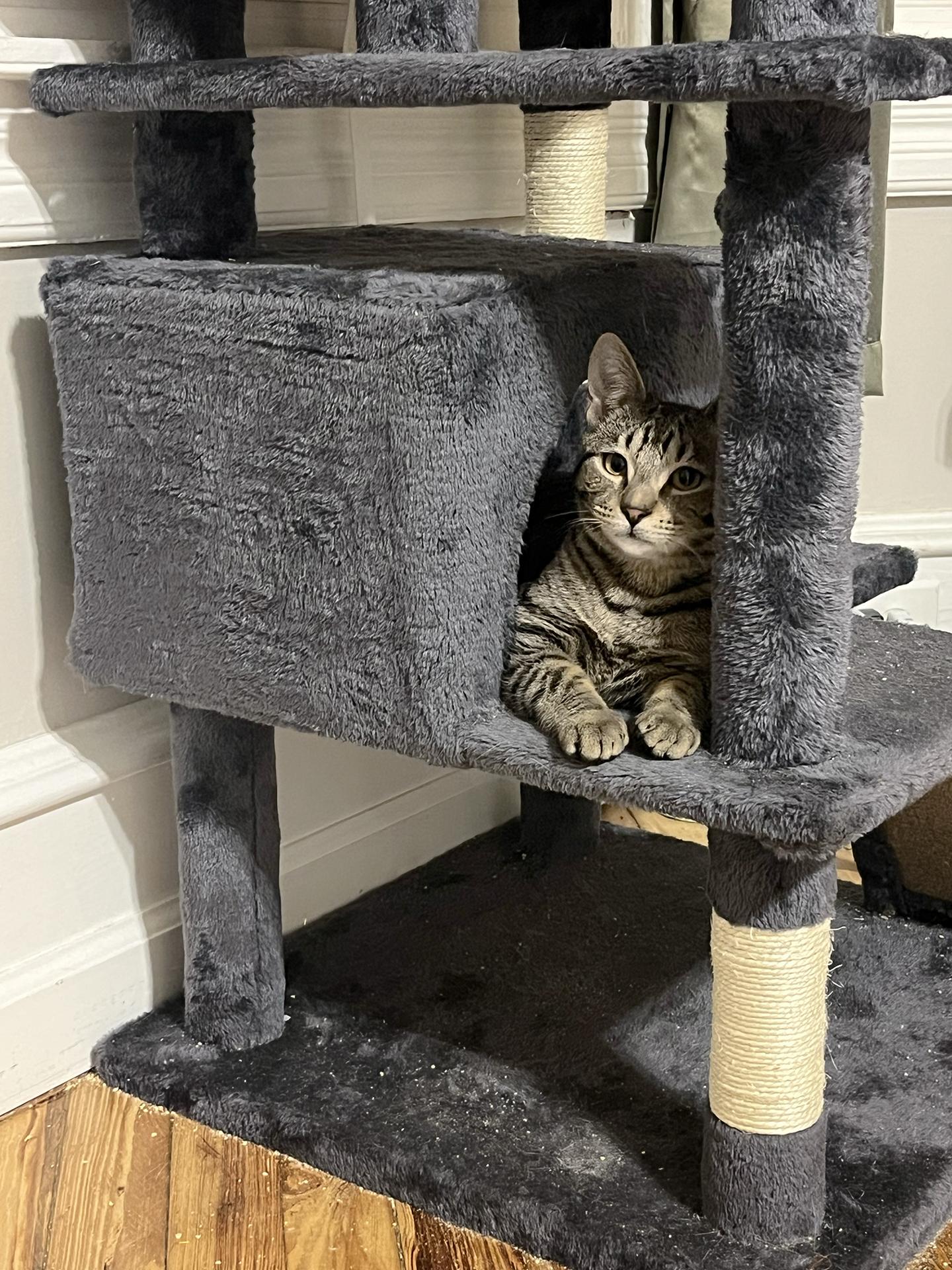 Enlarge Mars and Jupiter Millick, a Adoptable Domestic Short Hair in Philadelphia, PA image 3/4