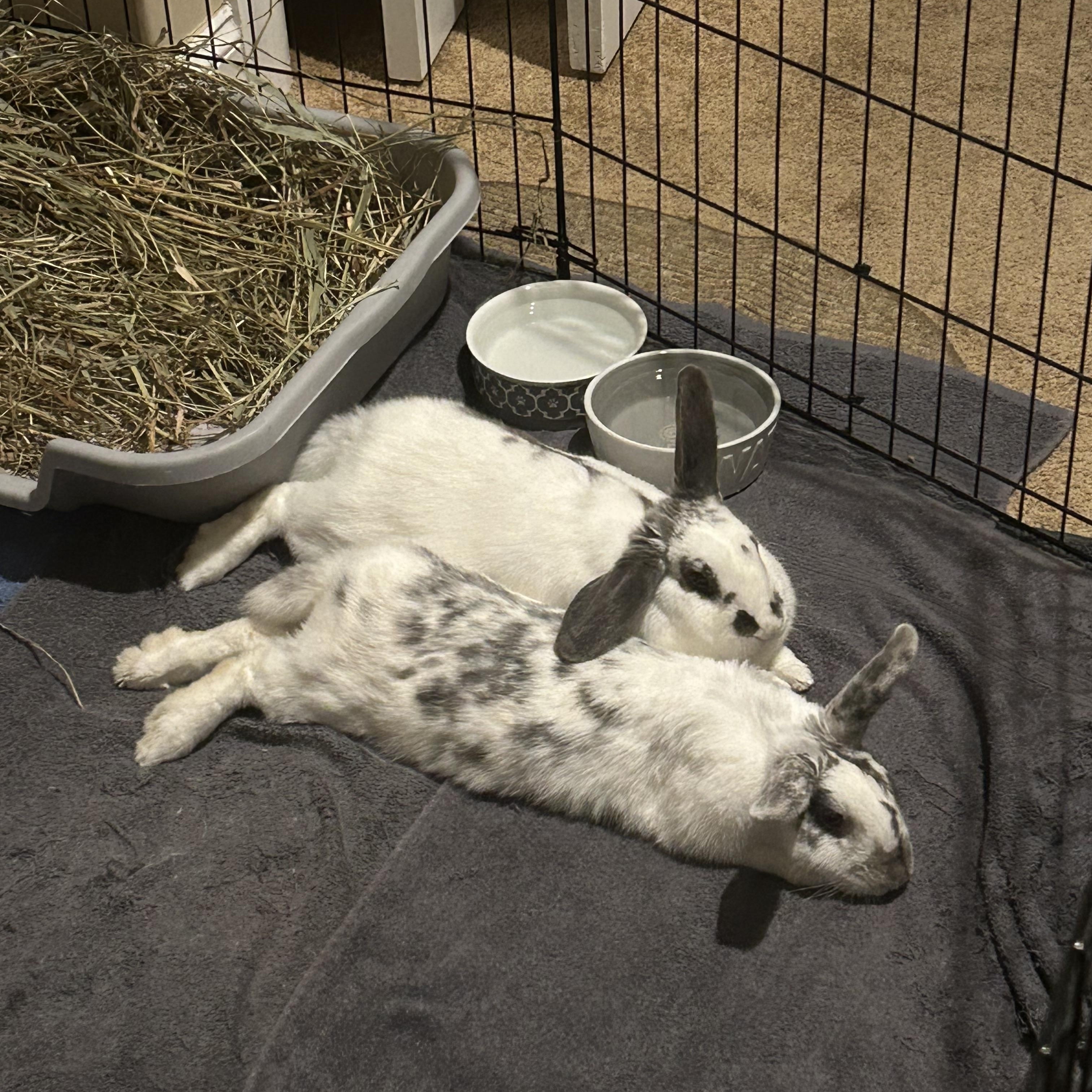 Enlarge Oreo & Crumpet, an adoptable American in North salem, NY image 5/5