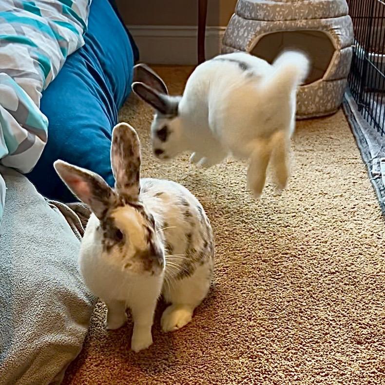 Enlarge Oreo & Crumpet, an adoptable American in North salem, NY image 3/5