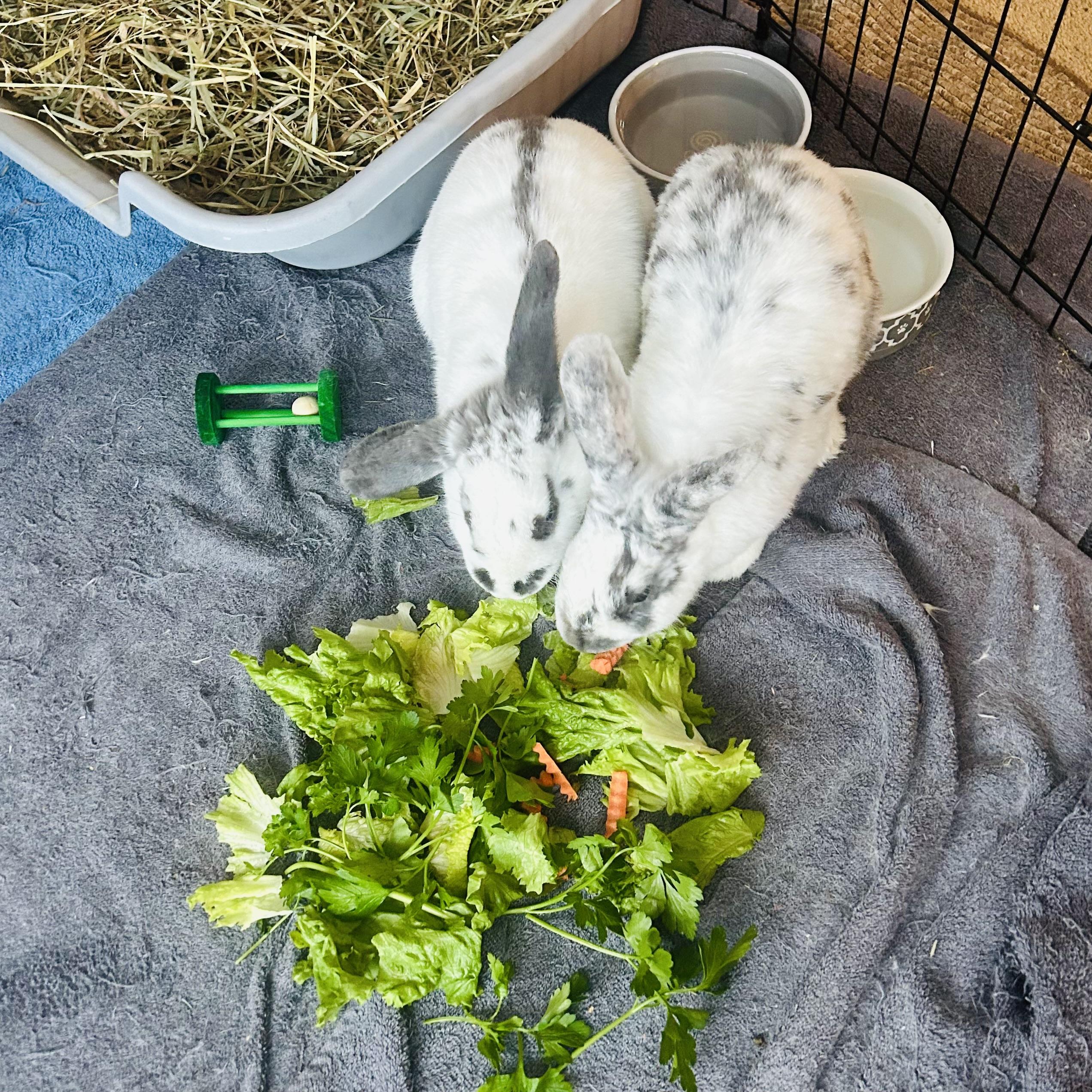 Enlarge Oreo & Crumpet, an adoptable American in North salem, NY image 4/5