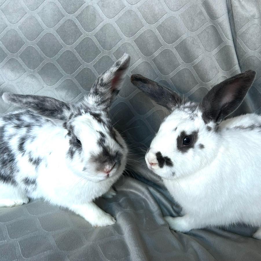 Enlarge Oreo & Crumpet, an adoptable American in North salem, NY image 1/5