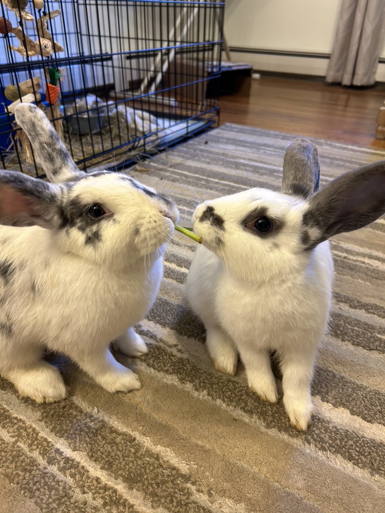 Enlarge Oreo & Crumpet, an adoptable American in North salem, NY image 2/5