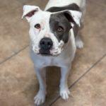 Enlarge Delilah, a Adoptable mixed breed in Green Valley, AZ image 4/6