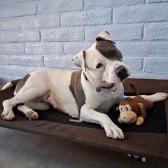 Delilah, Adoptable, Young Female Pit Bull Terrier.