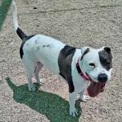Enlarge Delilah, a Adoptable mixed breed in Green Valley, AZ image 6/6